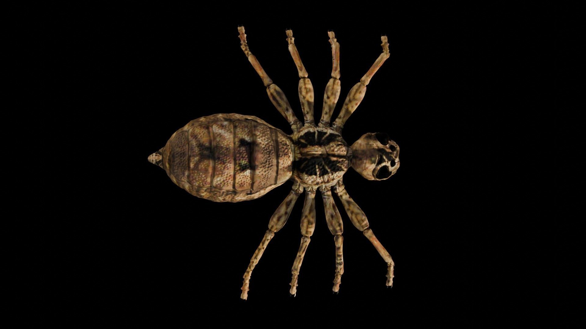 Spider Low-poly 3D model_7