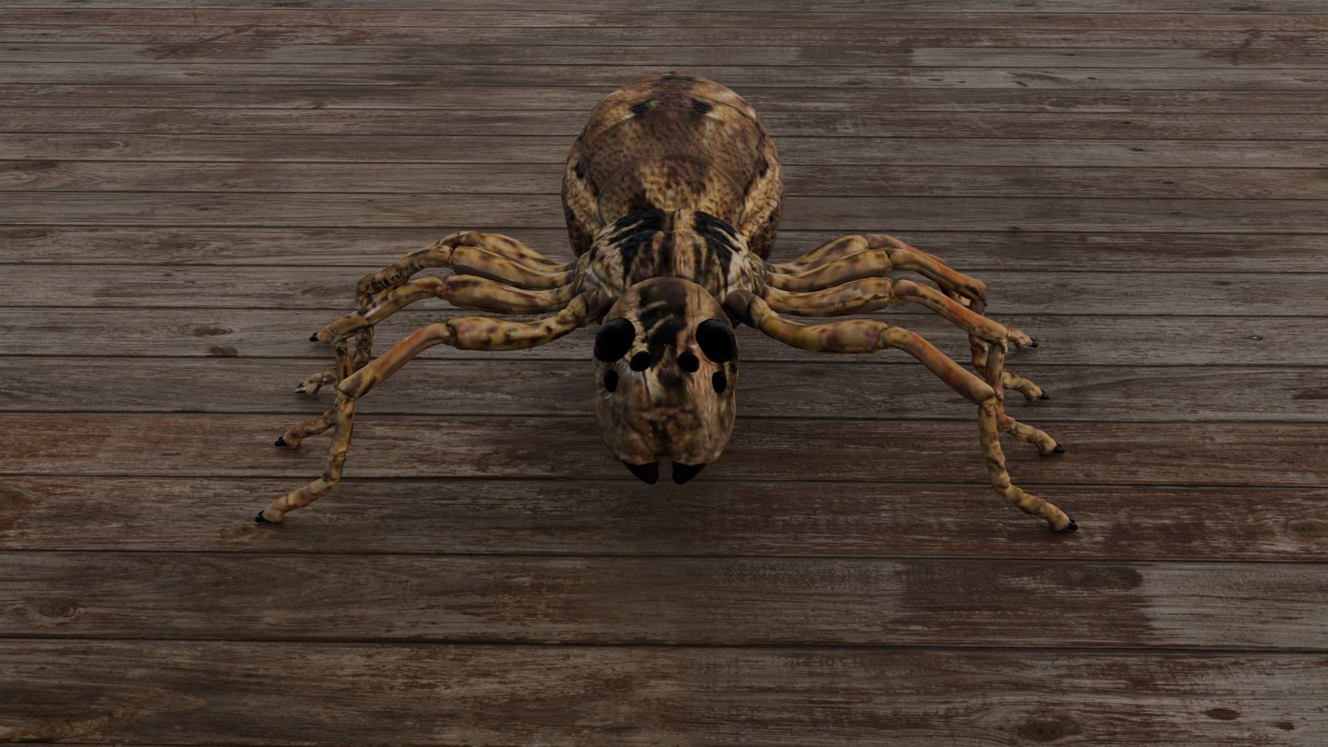 Spider Low-poly 3D model_2