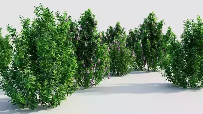 Lysionotus pauciflorus b