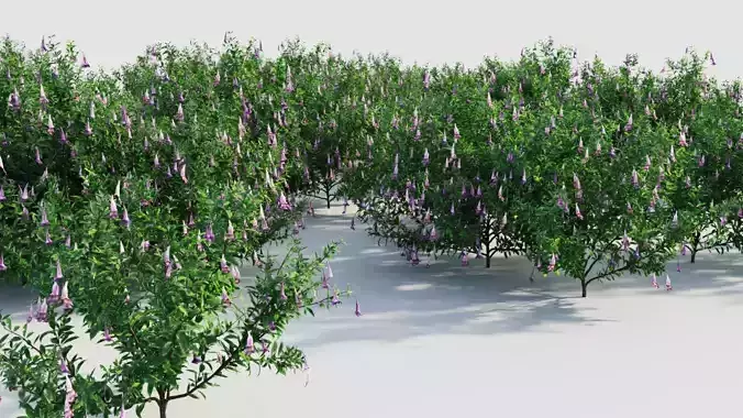 Lysionotus pauciflorus c