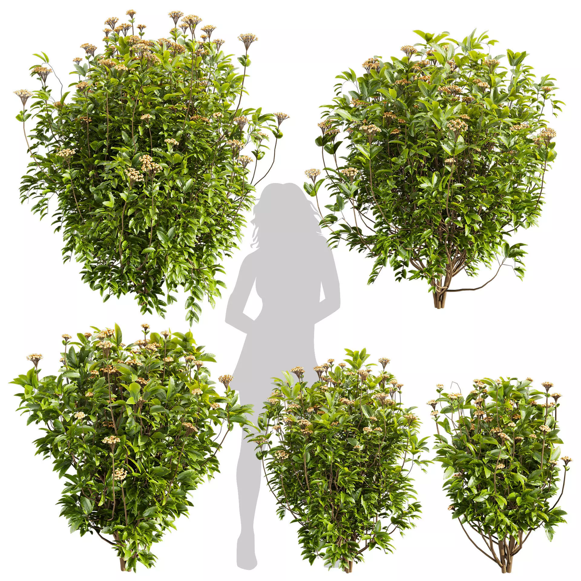 Collection plant vol 569 - Viburnum - Tinus - shurb 3D model