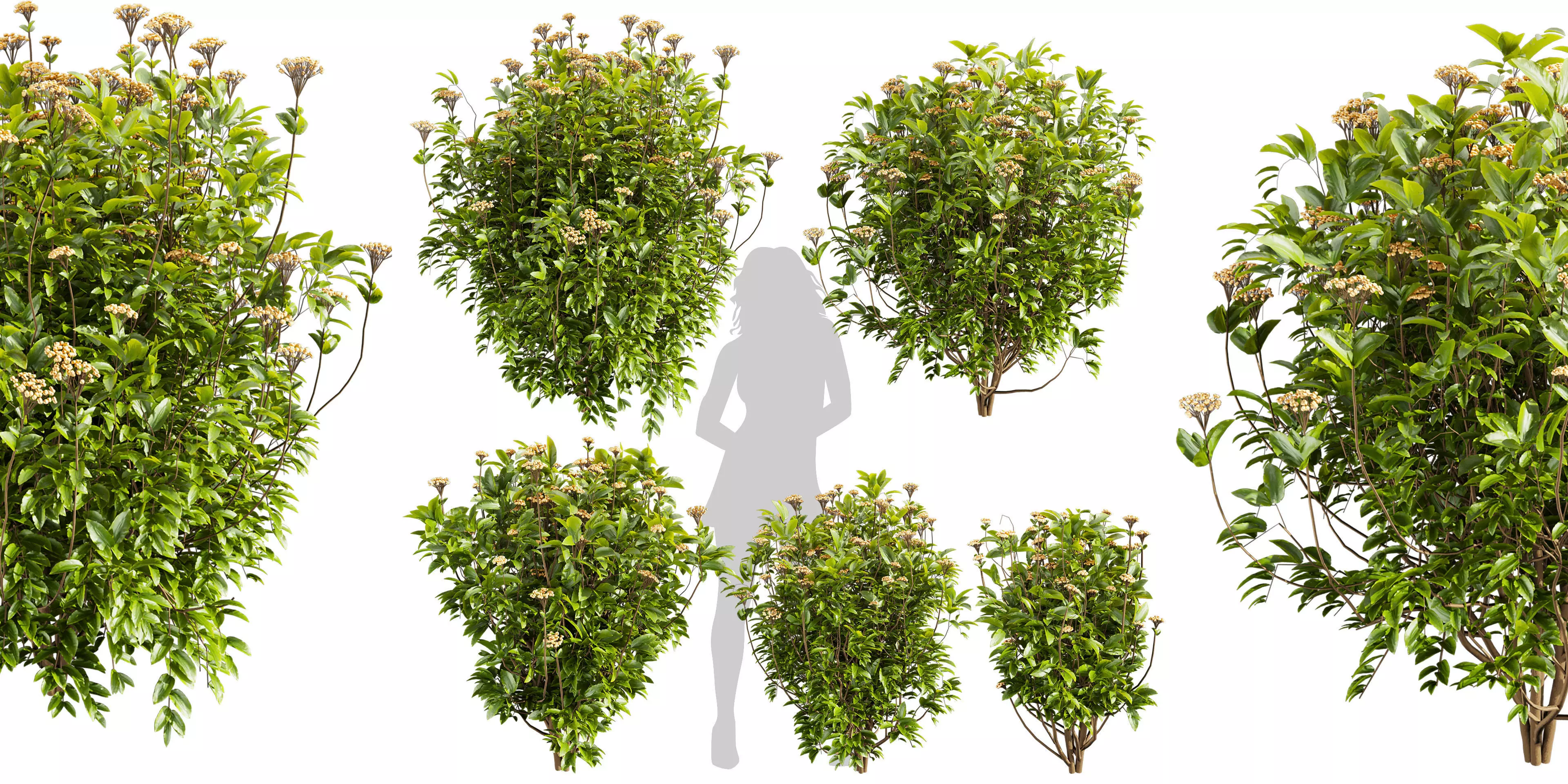 Collection plant vol 569 - Viburnum - Tinus - shurb 3D model