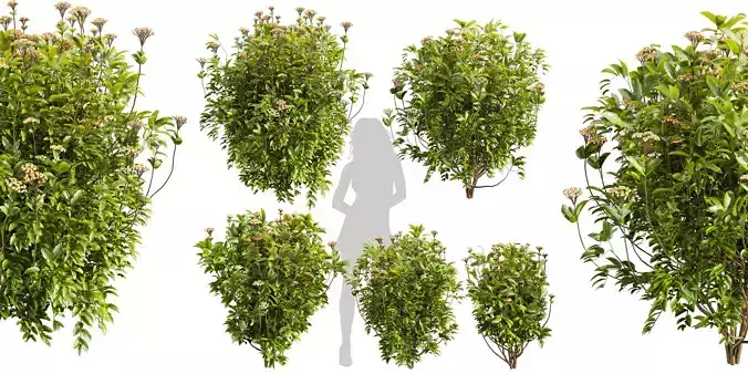 Collection plant vol 569 - Viburnum - Tinus - shurb 