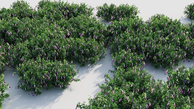 Lysionotus pauciflorus d 3D model