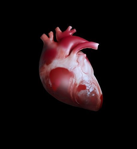 Realistic Heart 3D Model  Low-poly 3D model