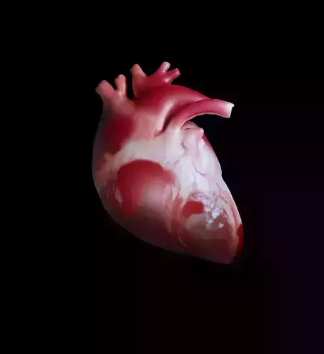 Realistic Heart 3D Model  Low-poly 3D model