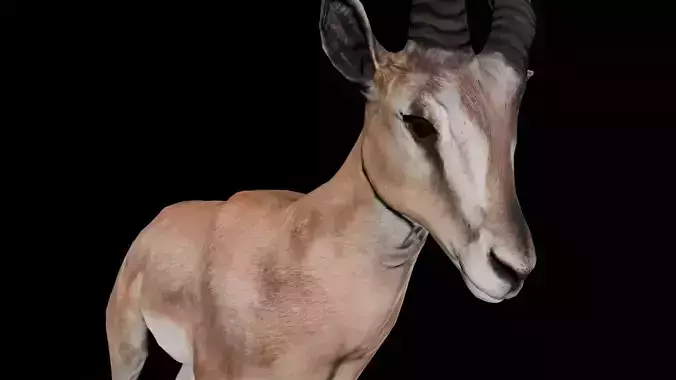 Animated Wild Bok 3D Model Low-poly 3D model