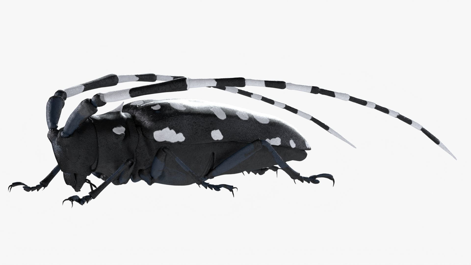 Realistic 4K Longhorn Beetle  Low-poly 3D model_2
