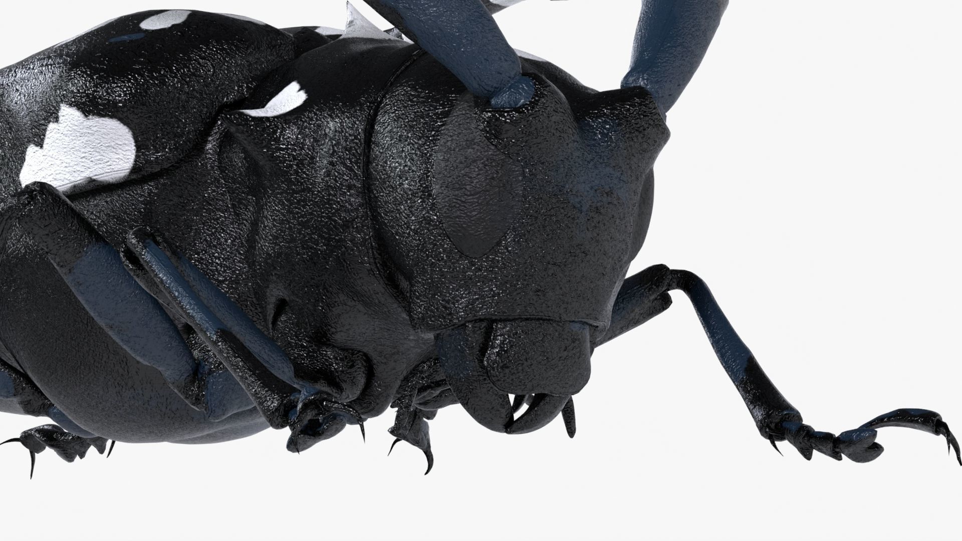 Realistic 4K Longhorn Beetle  Low-poly 3D model_9