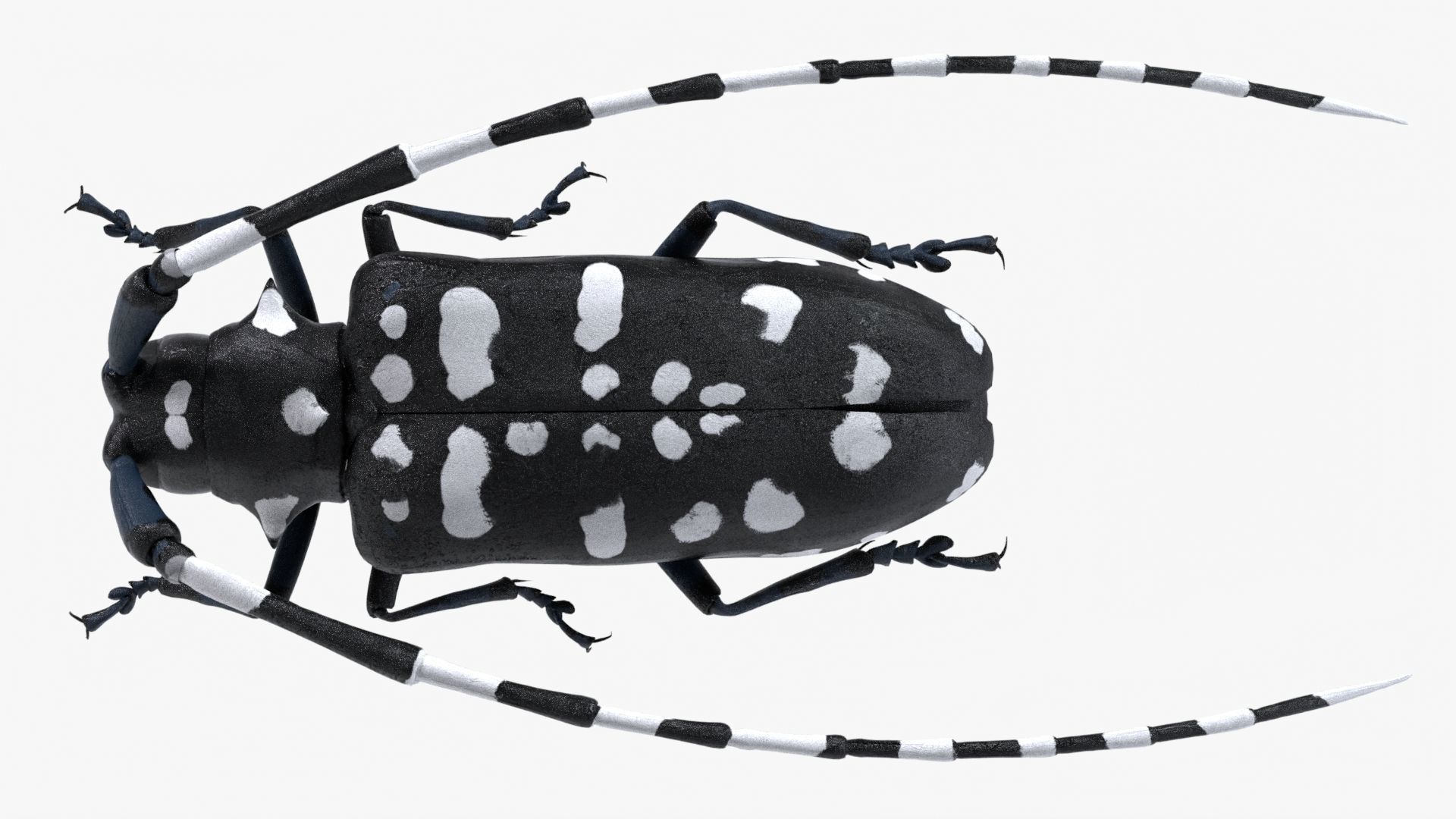 Realistic 4K Longhorn Beetle  Low-poly 3D model_4