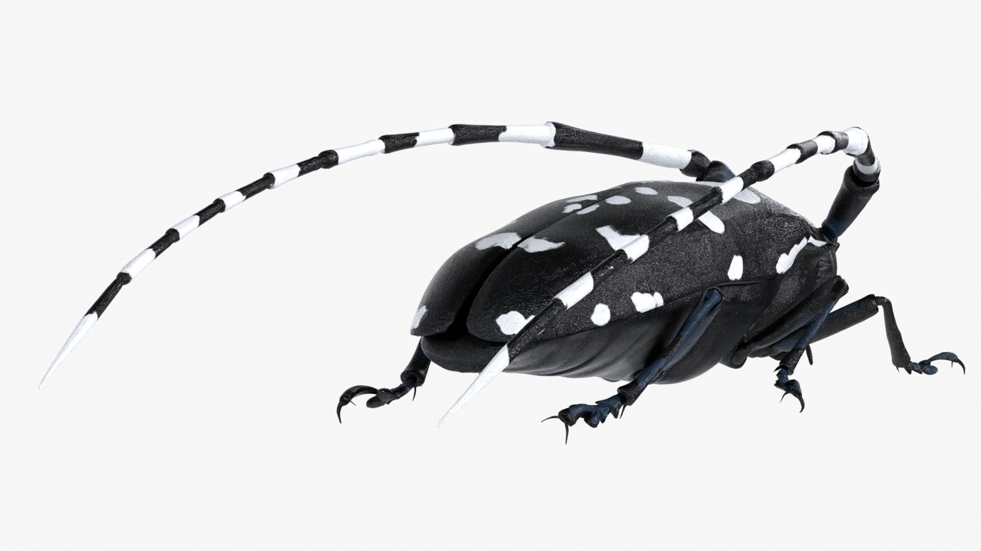 Realistic 4K Longhorn Beetle  Low-poly 3D model_6