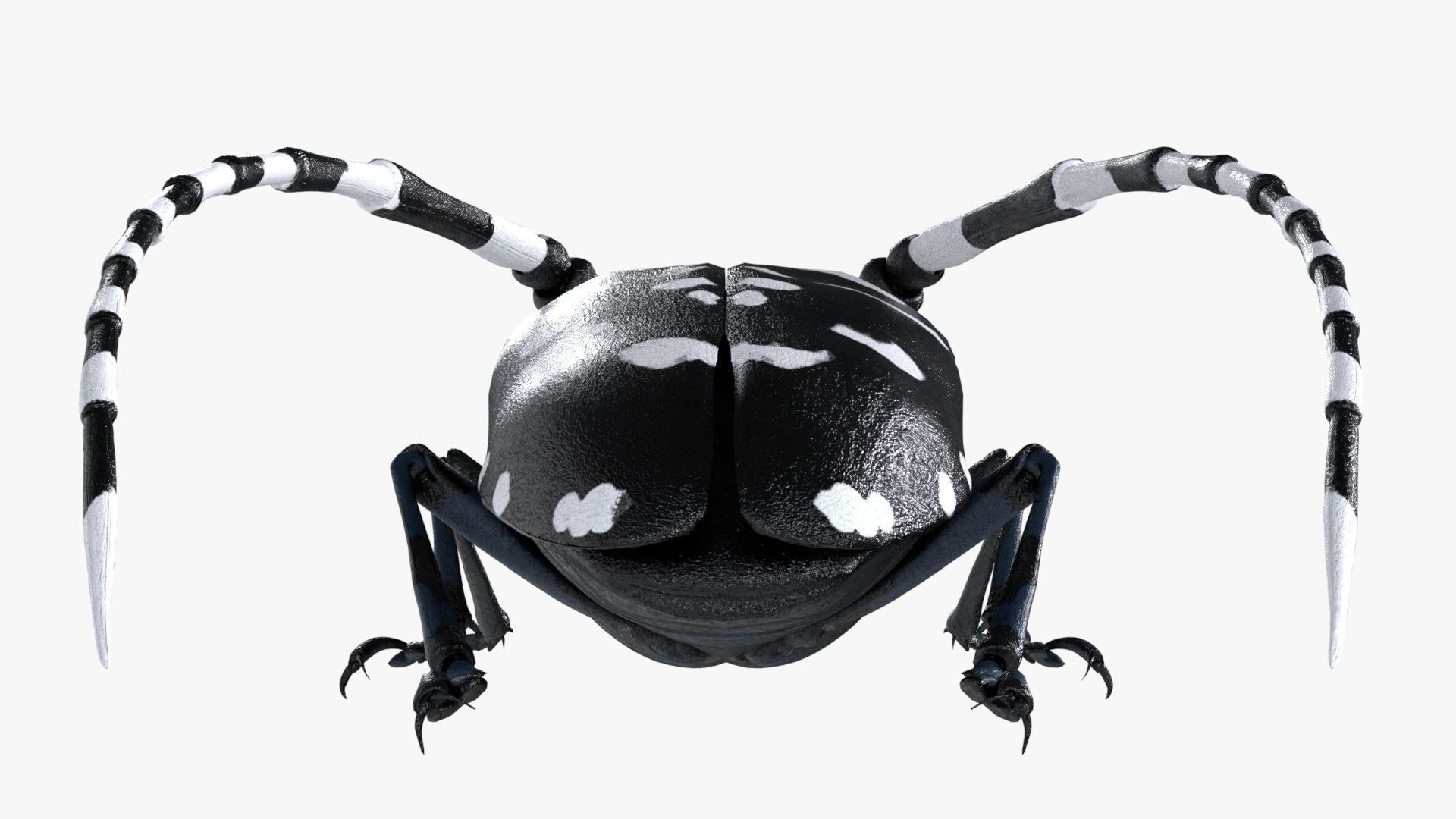 Realistic 4K Longhorn Beetle  Low-poly 3D model_5