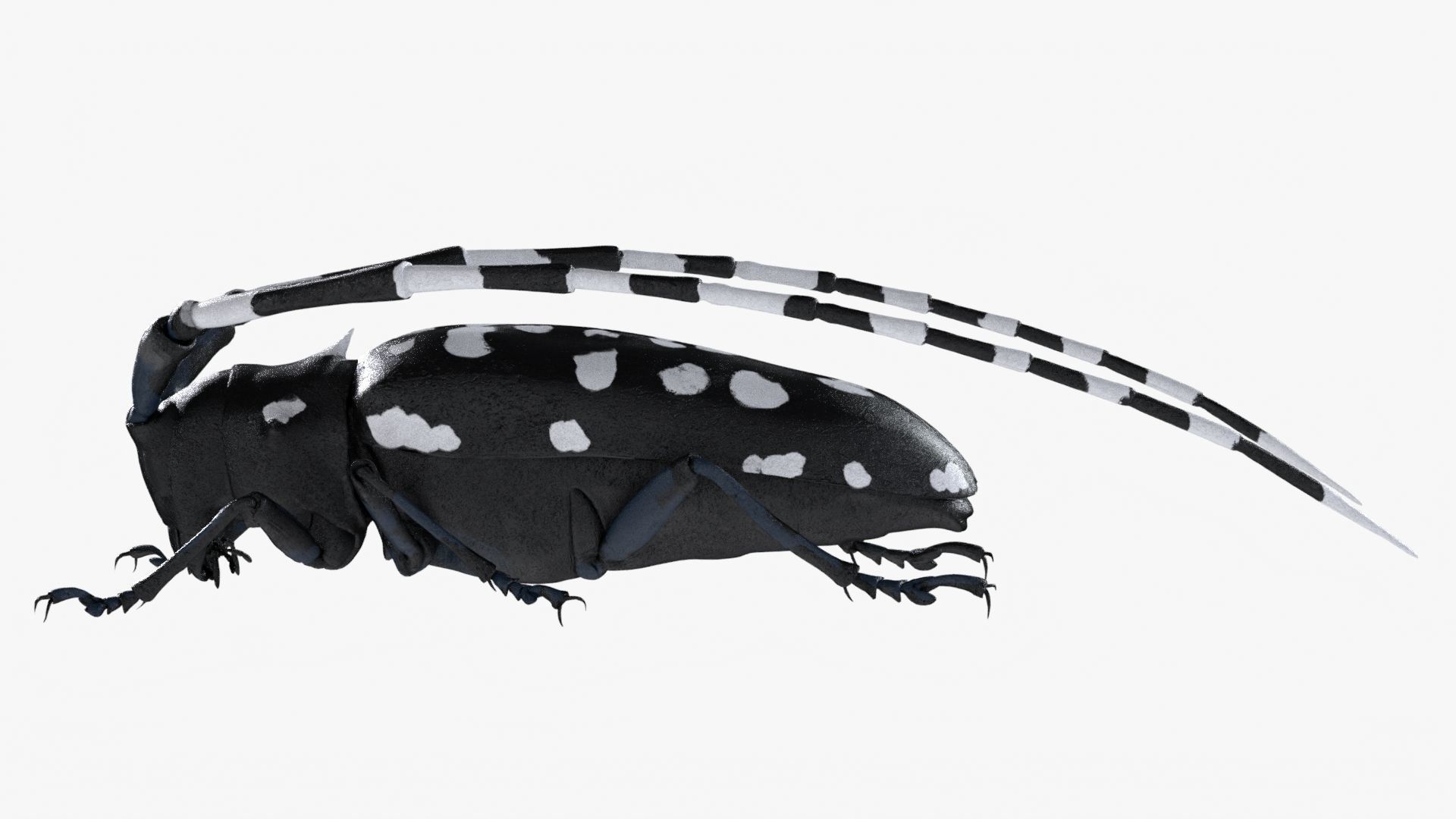 Realistic 4K Longhorn Beetle  Low-poly 3D model_3