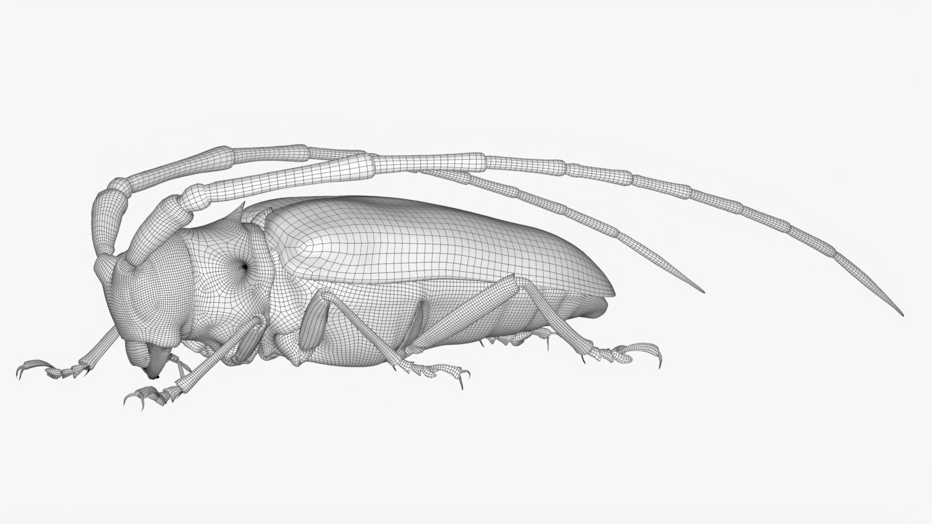 Realistic 4K Longhorn Beetle  Low-poly 3D model_11