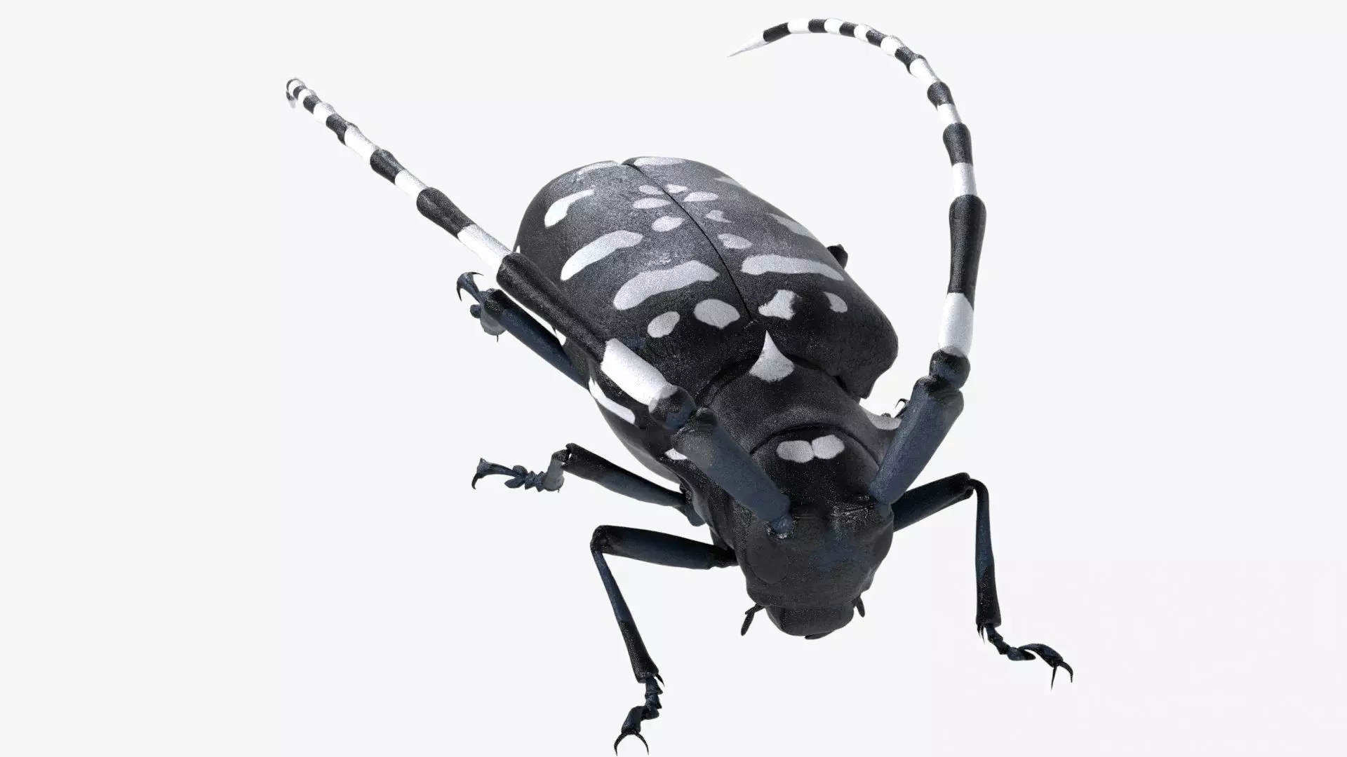 Realistic 4K Longhorn Beetle  Low-poly 3D model_0