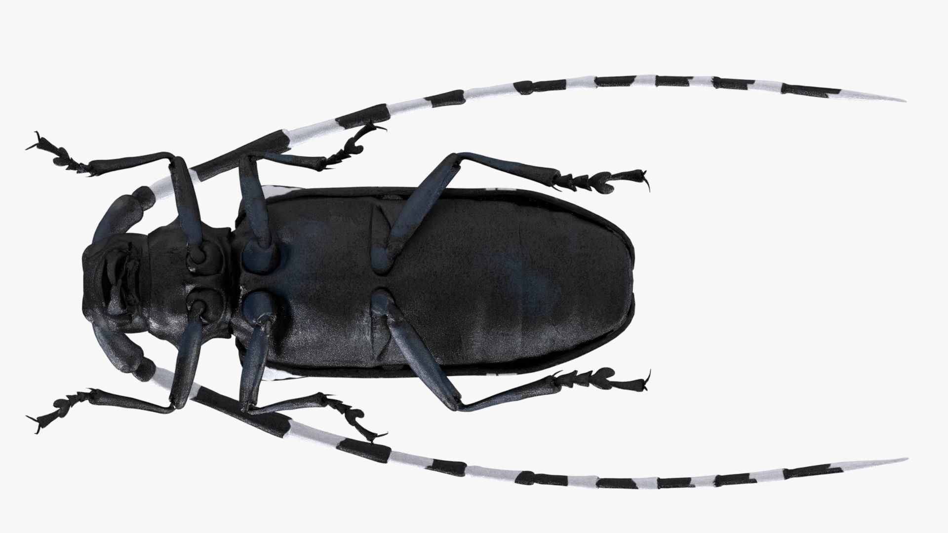 Realistic 4K Longhorn Beetle  Low-poly 3D model_10