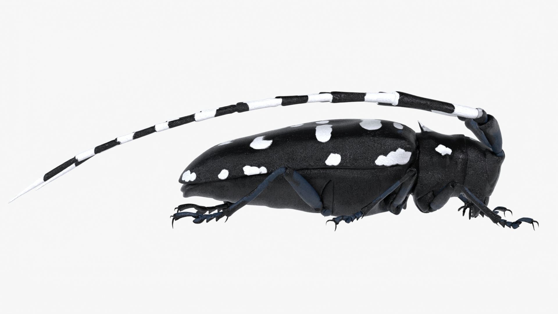 Realistic 4K Longhorn Beetle  Low-poly 3D model_7