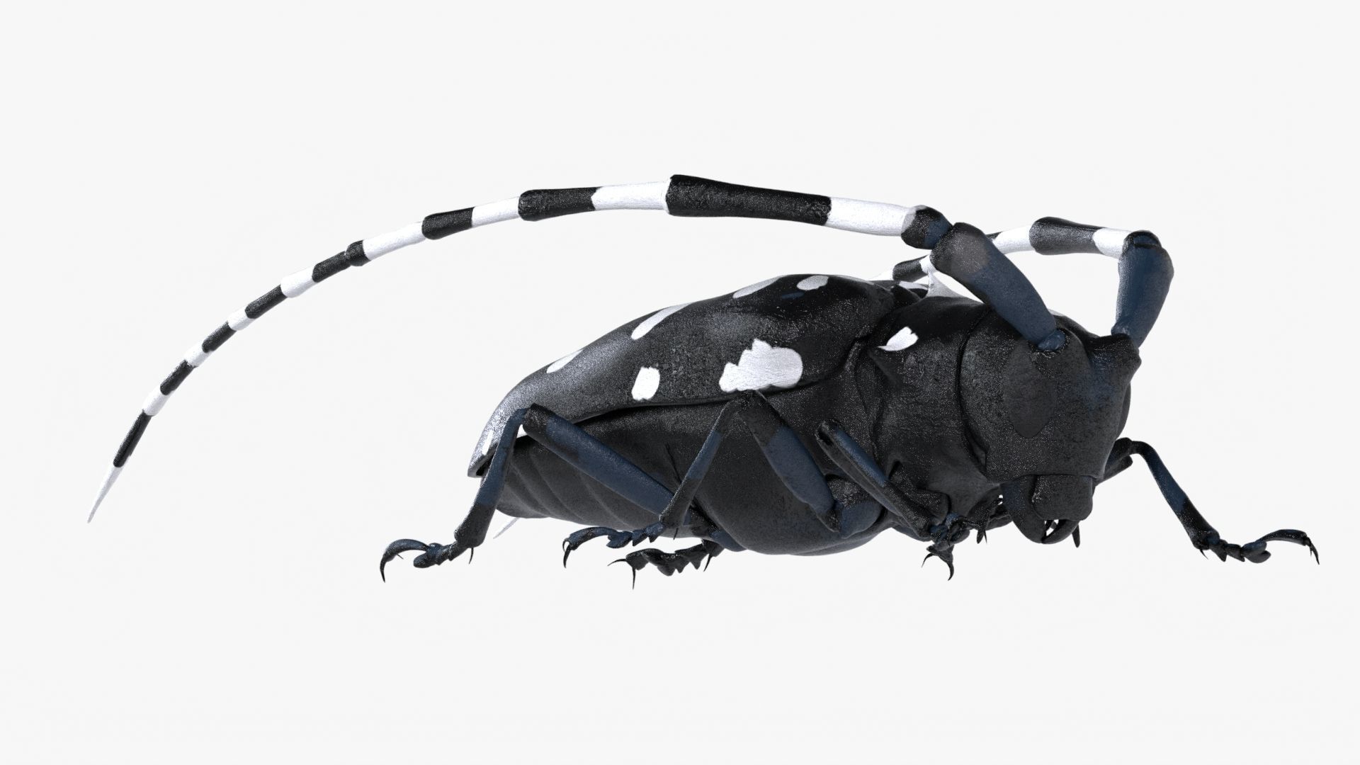 Realistic 4K Longhorn Beetle  Low-poly 3D model_8