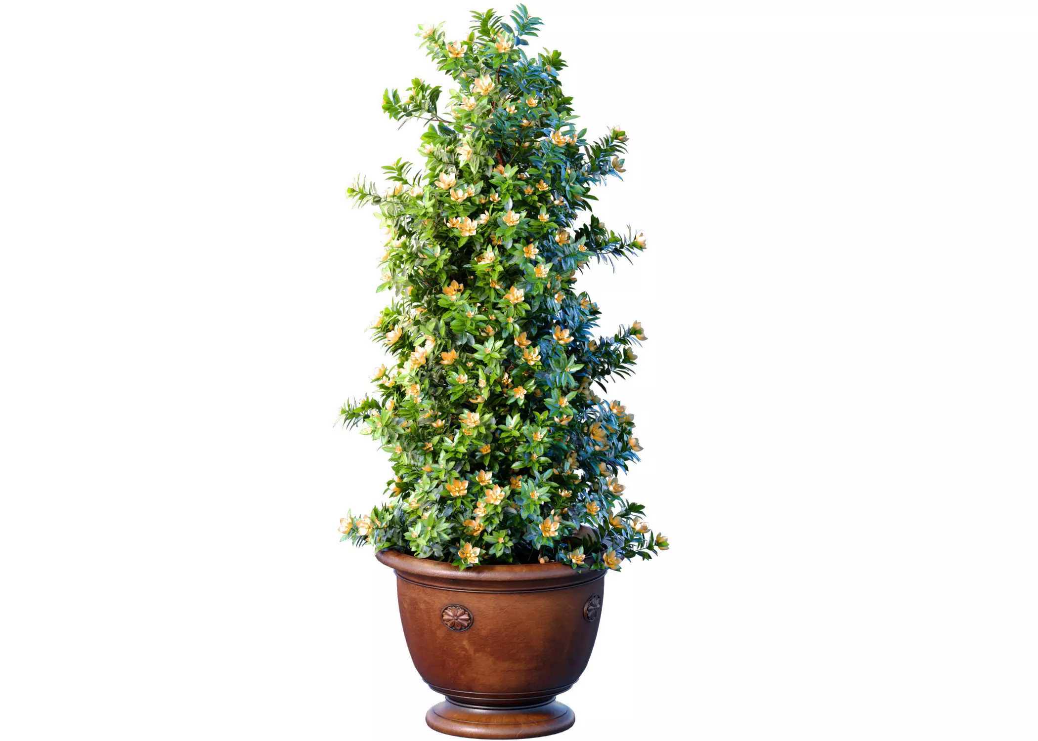 Decorative Magnolia tree in a classic garden pot vase 3D model