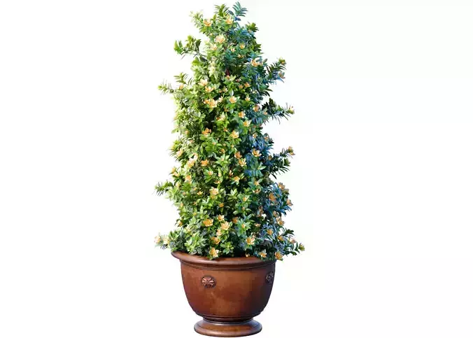 Decorative Magnolia tree in a classic garden pot vase 