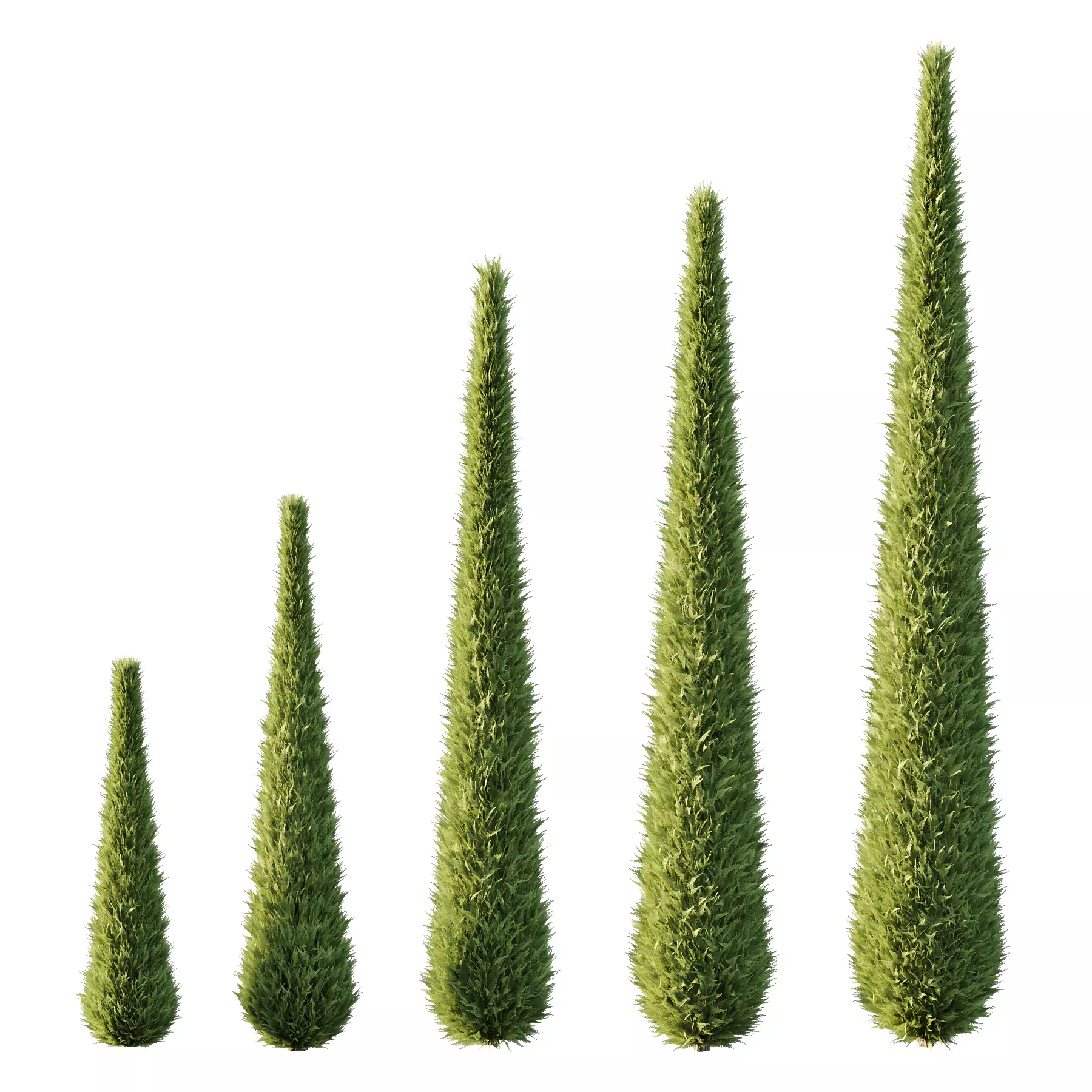 Italian Cypress Tree 14 3D model_0