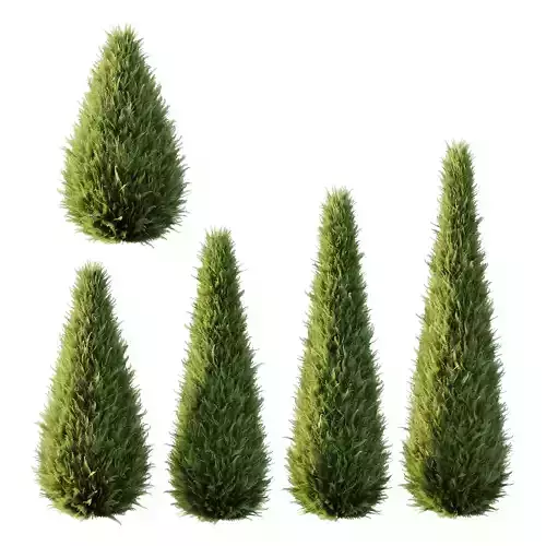 Italian Cypress Tree 16