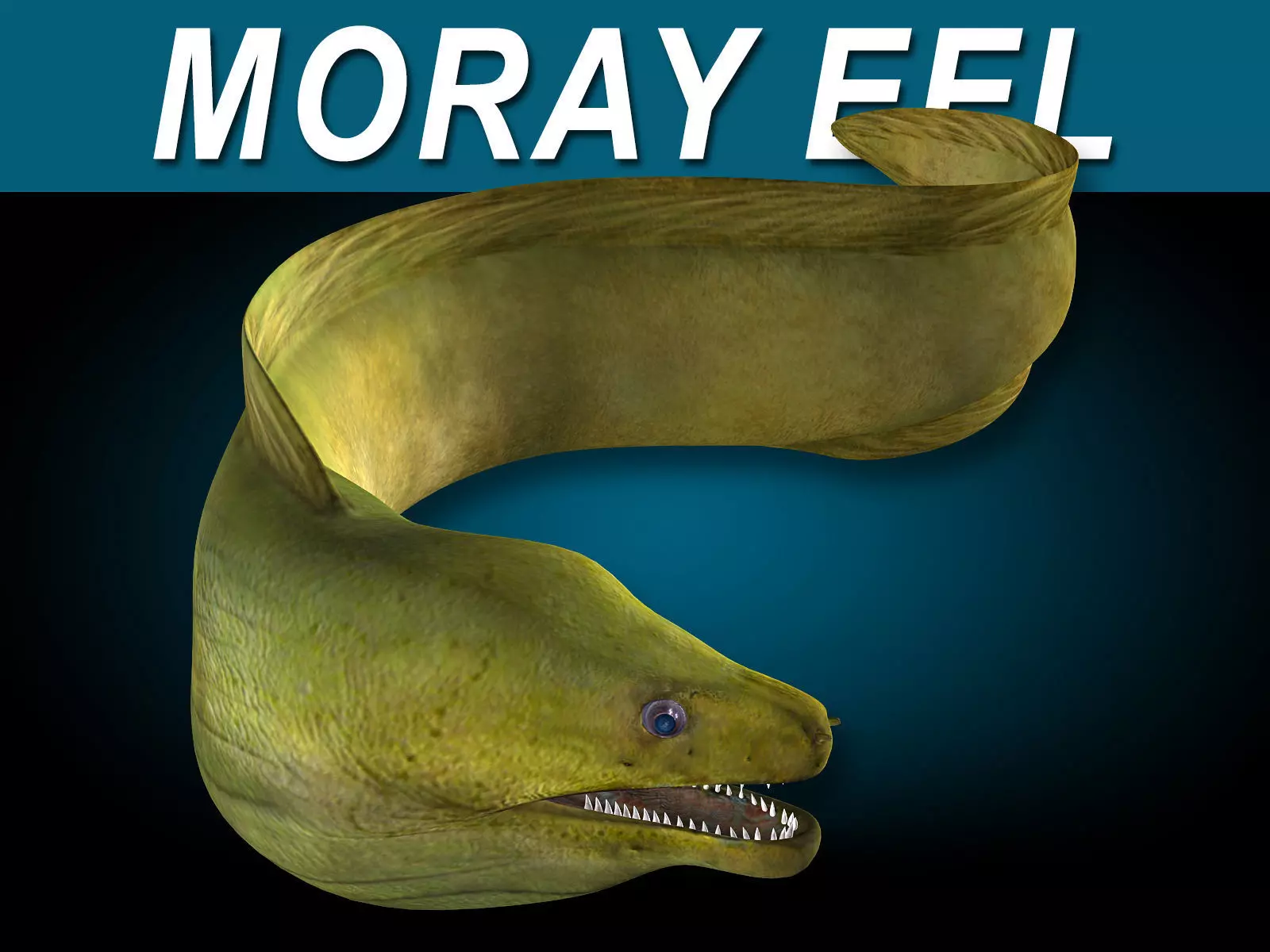 Moray Eel - Green 3D model_0