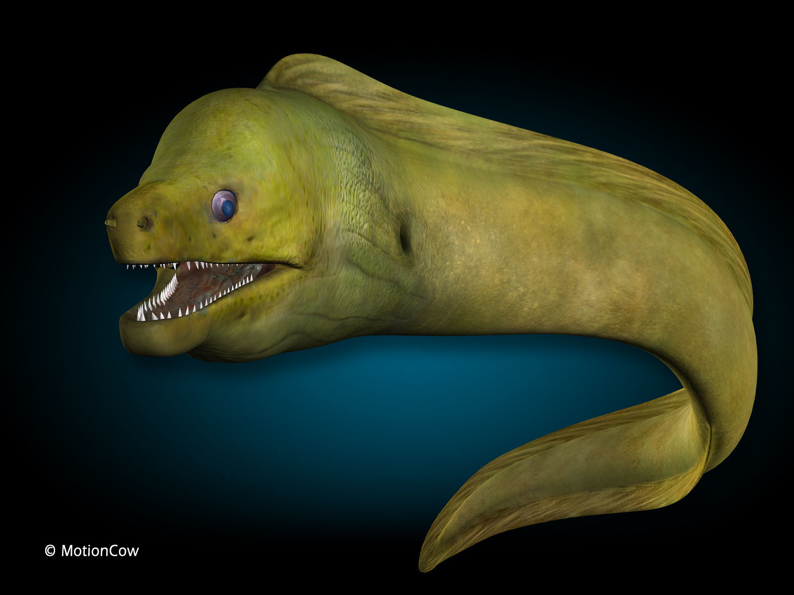 Moray Eel - Green 3D model_4