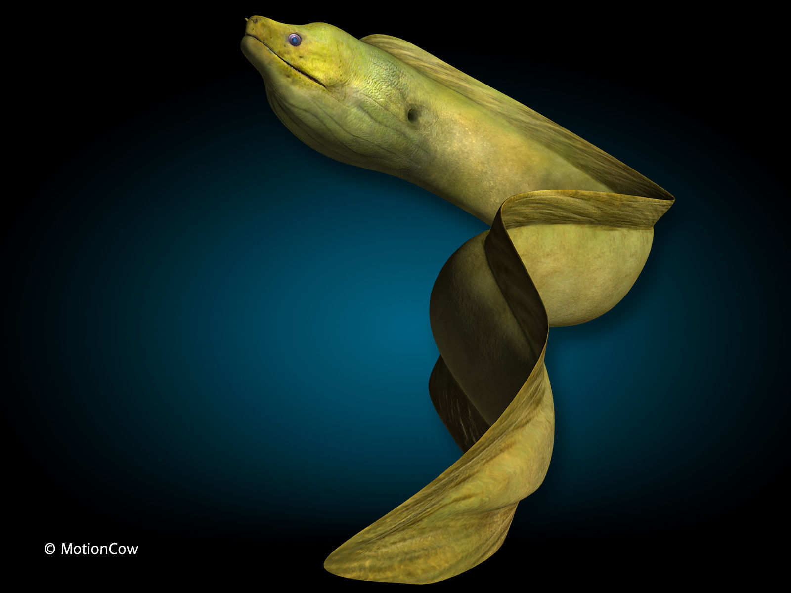Moray Eel - Green 3D model_2