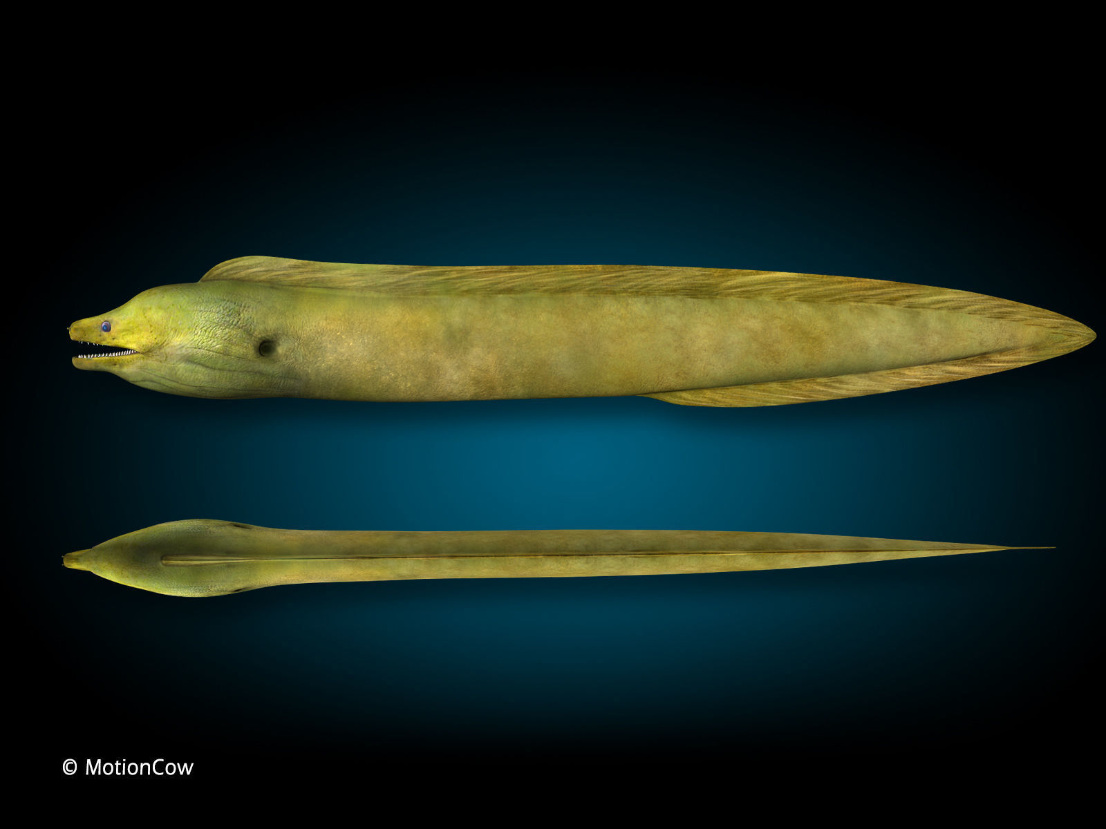 Moray Eel - Green 3D model_5