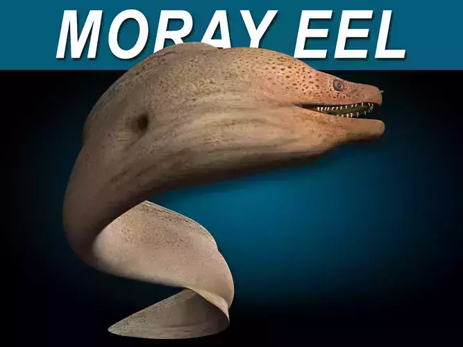 Moray Eel - Giant 3D model