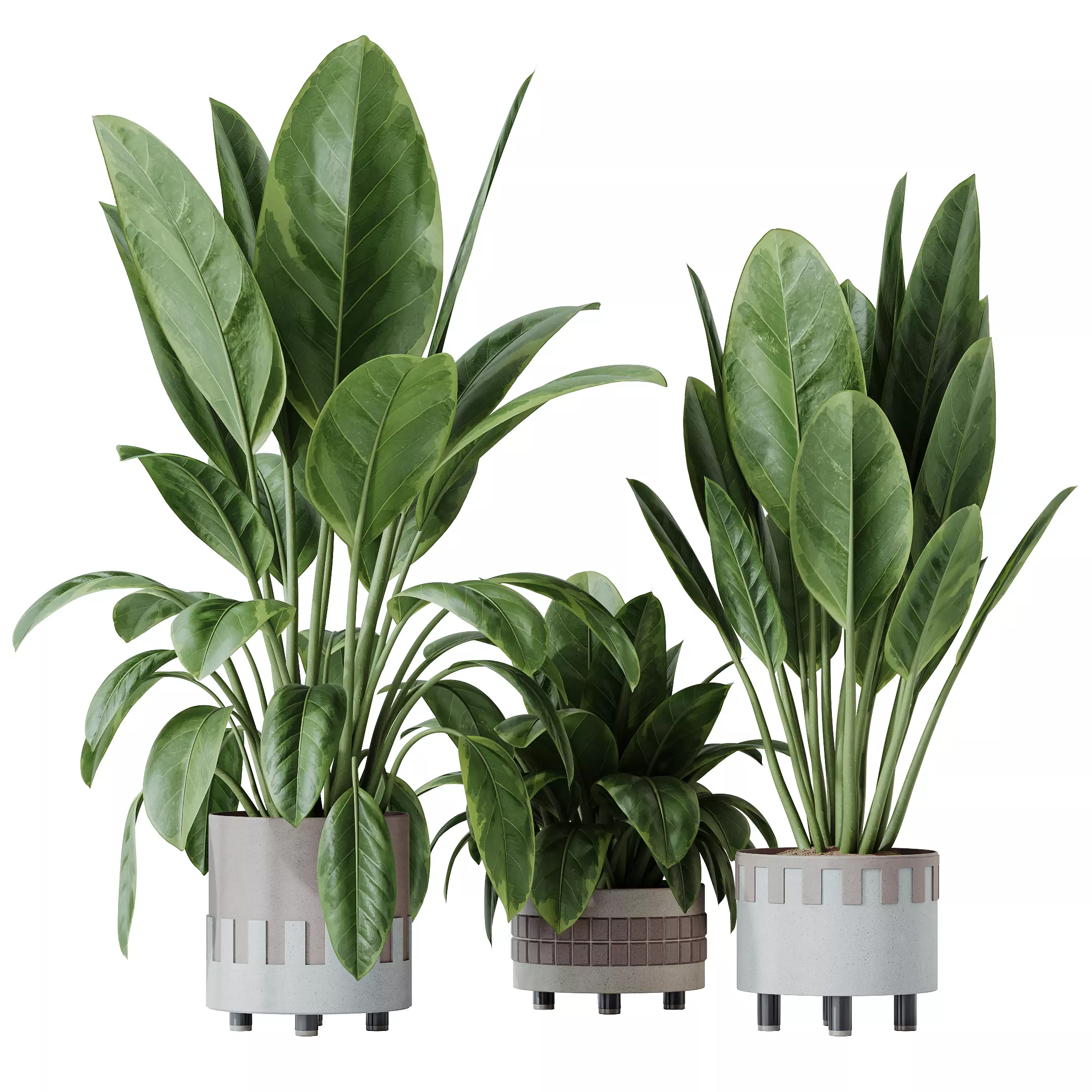 HQ HousePlants Ficus Elastica Beliza Tineke Variegated Rubber 3D model_0