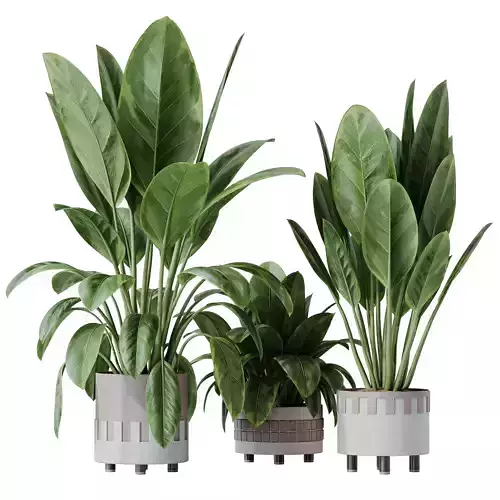 HQ HousePlants Ficus Elastica Beliza Tineke Variegated Rubber 3D model