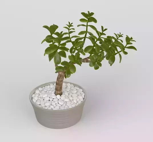 Jade Plant in Pot