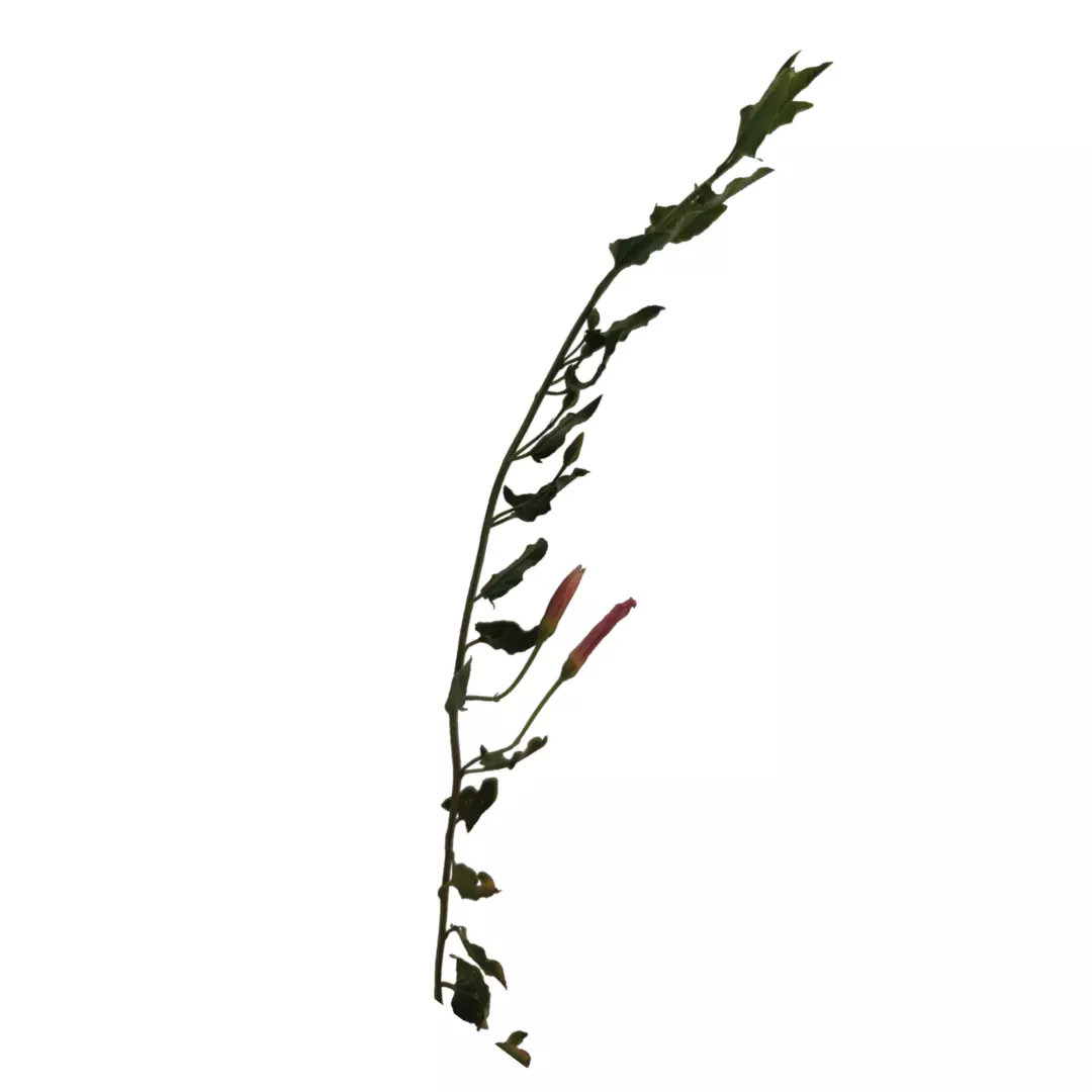 grass with flowers Low-poly 3D model_0