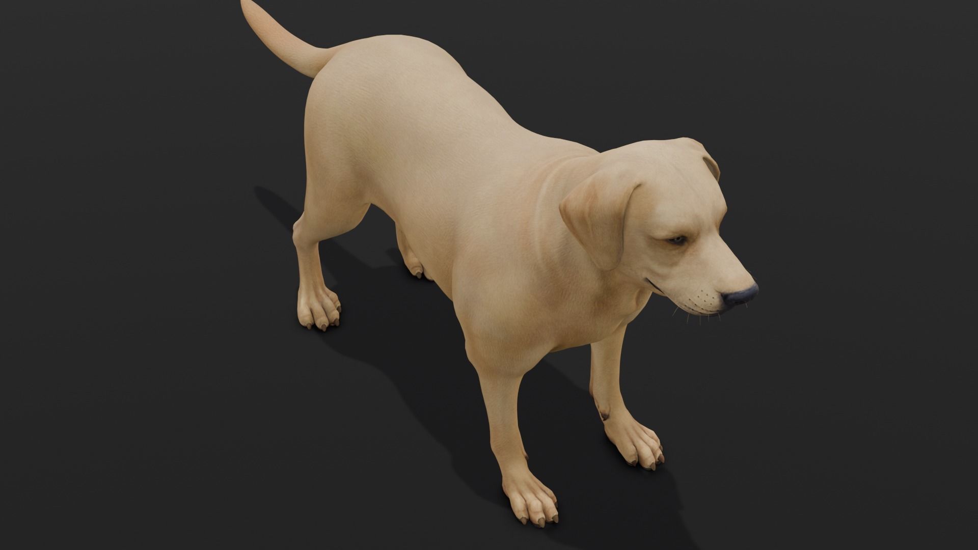 Dog Animated and Rigged Low-poly 3D model_4