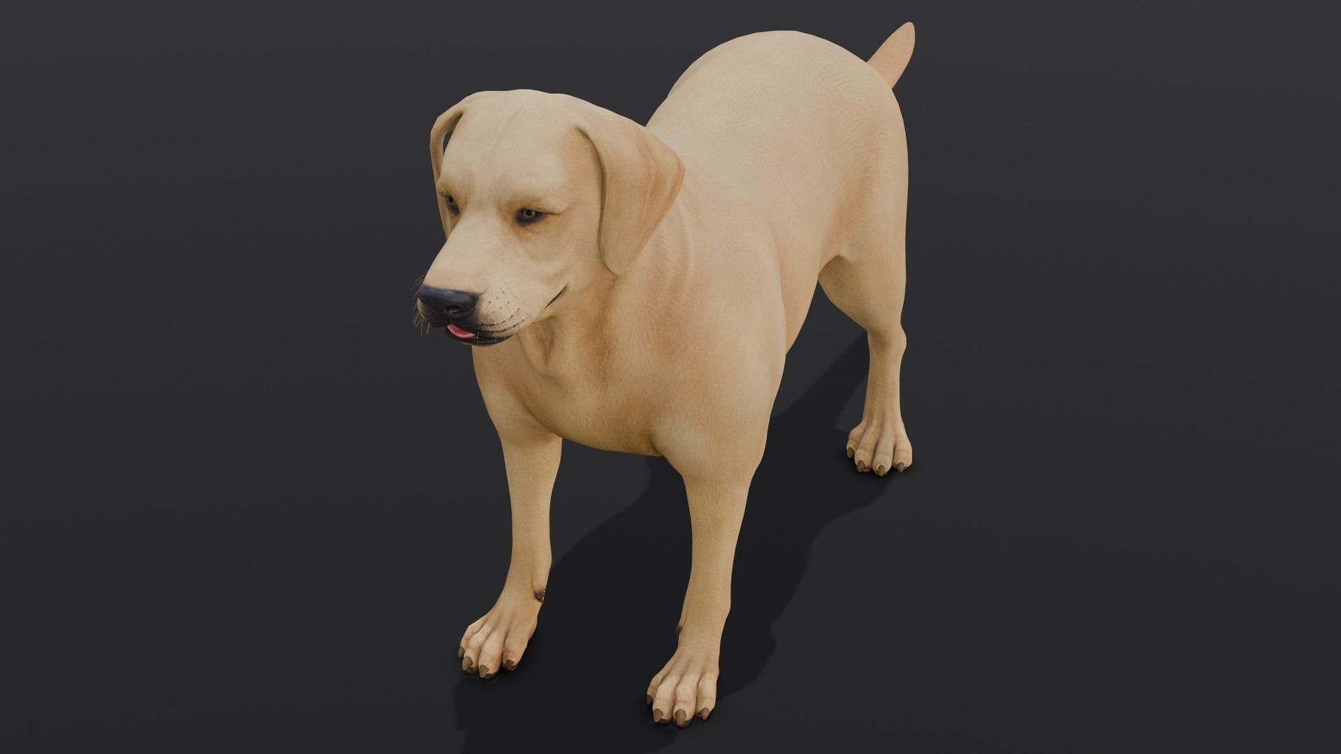 Dog Animated and Rigged Low-poly 3D model_2