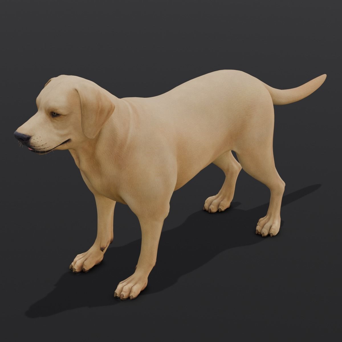 Dog Animated and Rigged Low-poly 3D model_11
