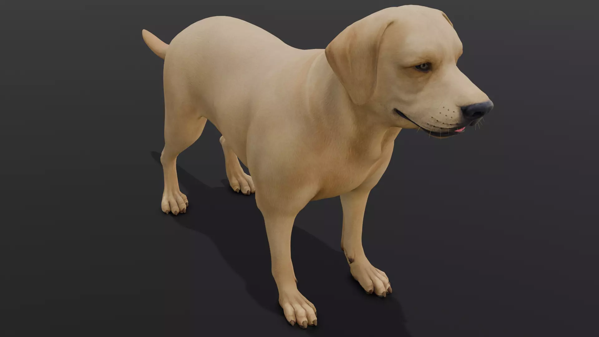 Dog Animated and Rigged Low-poly 3D model_0