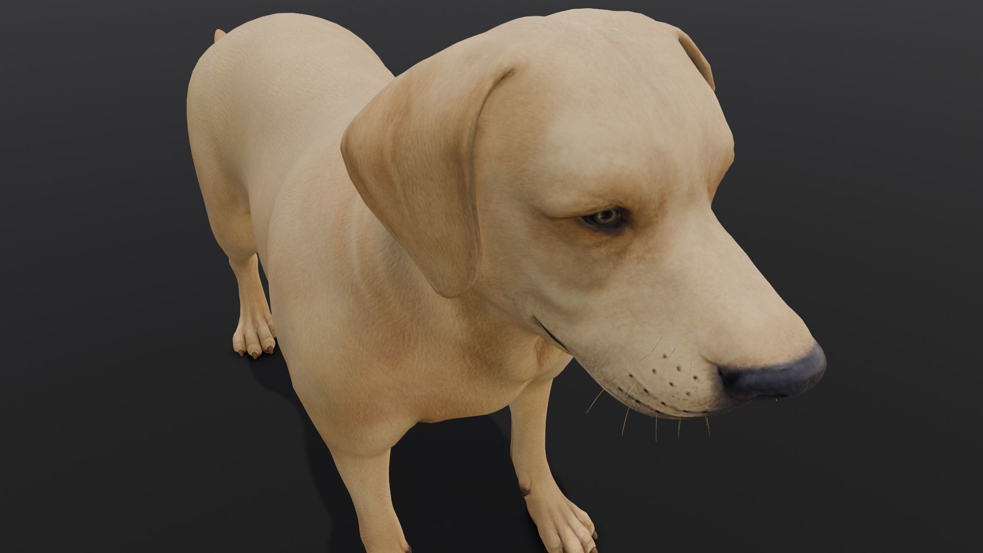 Dog Animated and Rigged Low-poly 3D model_5