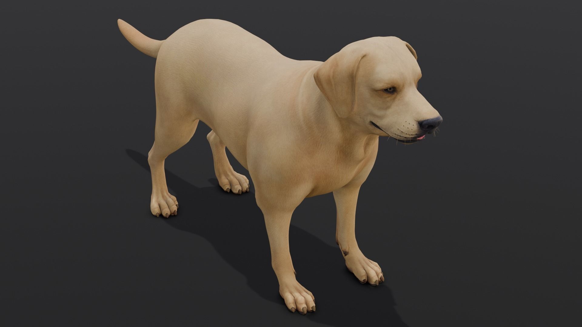 Dog Animated and Rigged Low-poly 3D model_9