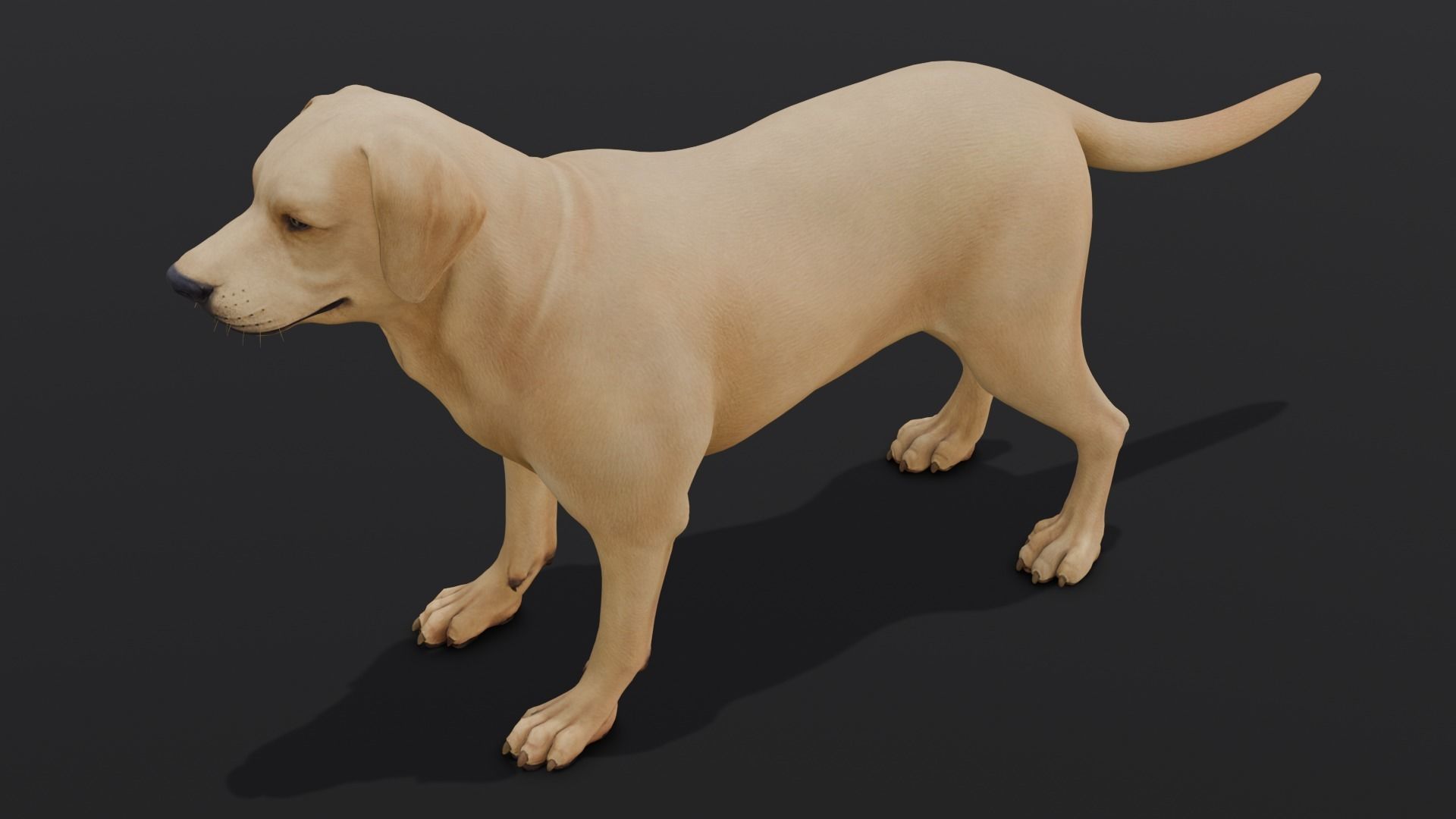 Dog Animated and Rigged Low-poly 3D model_18