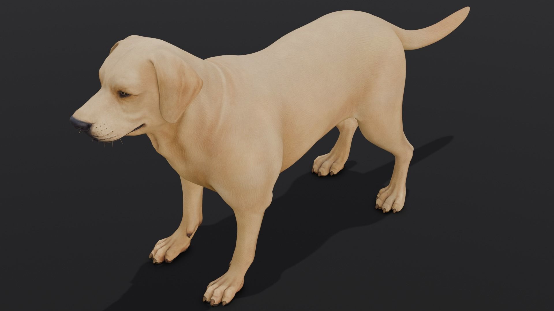 Dog Animated and Rigged Low-poly 3D model_17