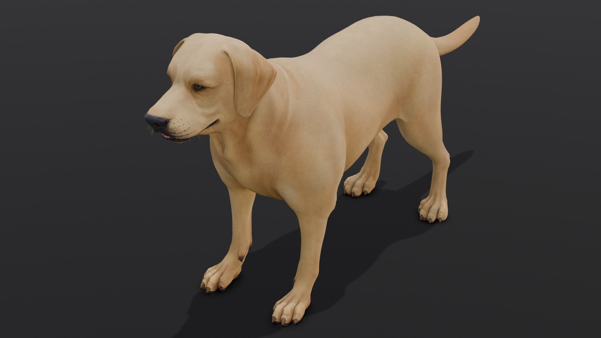 Dog Animated and Rigged Low-poly 3D model_14