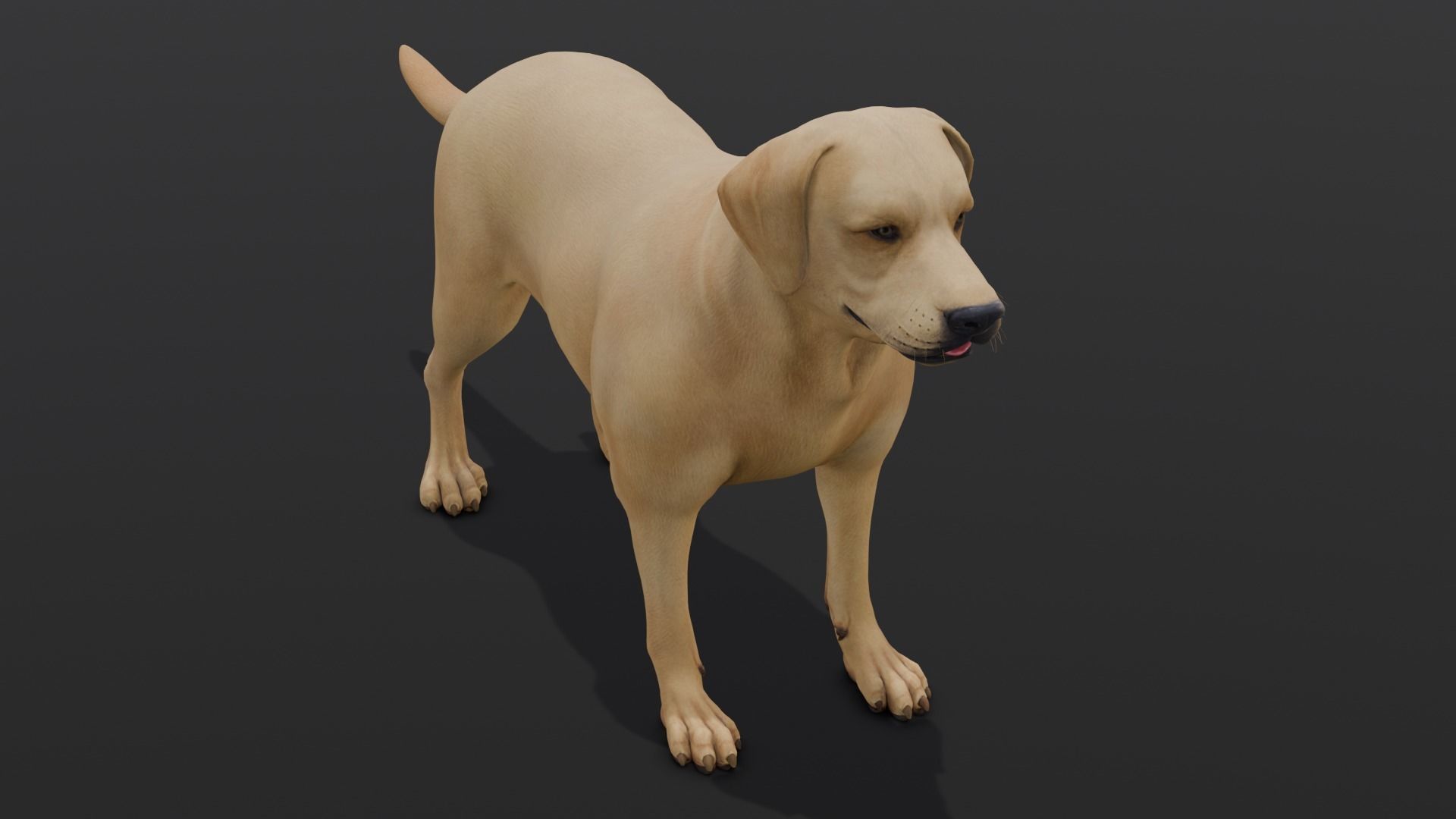 Dog Animated and Rigged Low-poly 3D model_6