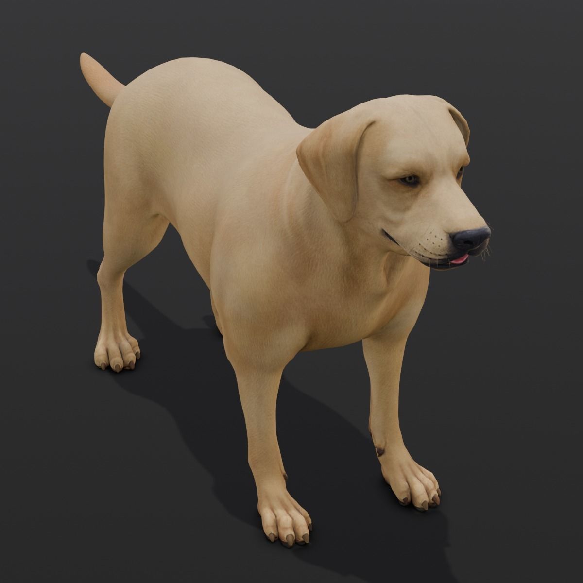 Dog Animated and Rigged Low-poly 3D model_7