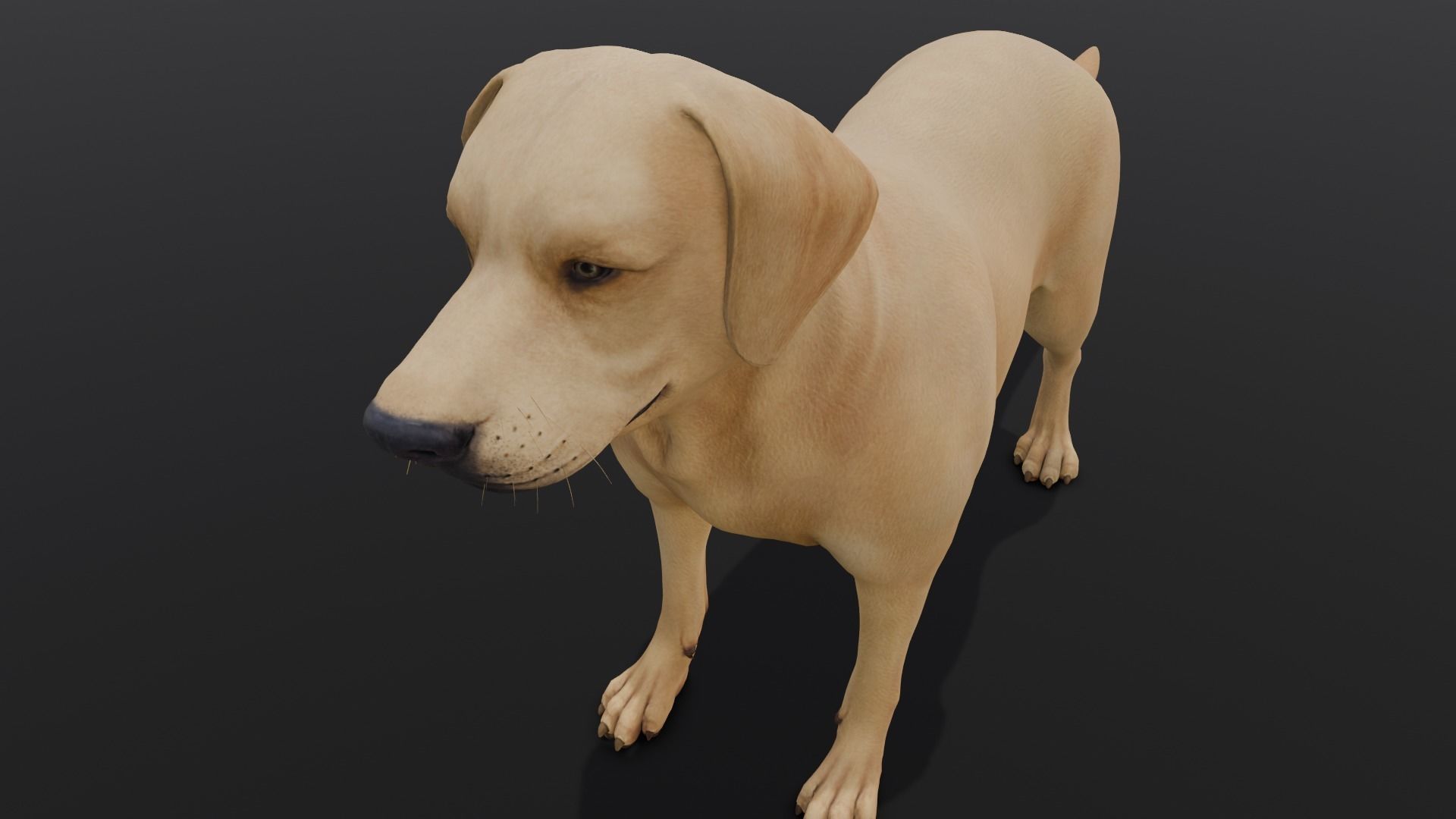 Dog Animated and Rigged Low-poly 3D model_3
