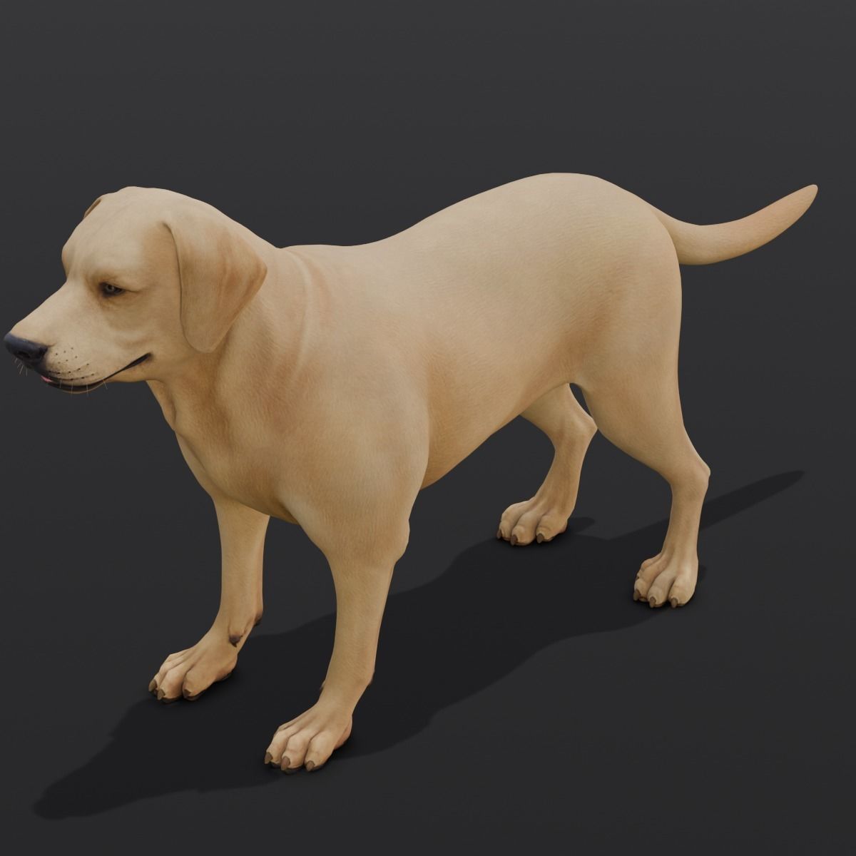 Dog Animated and Rigged Low-poly 3D model_10