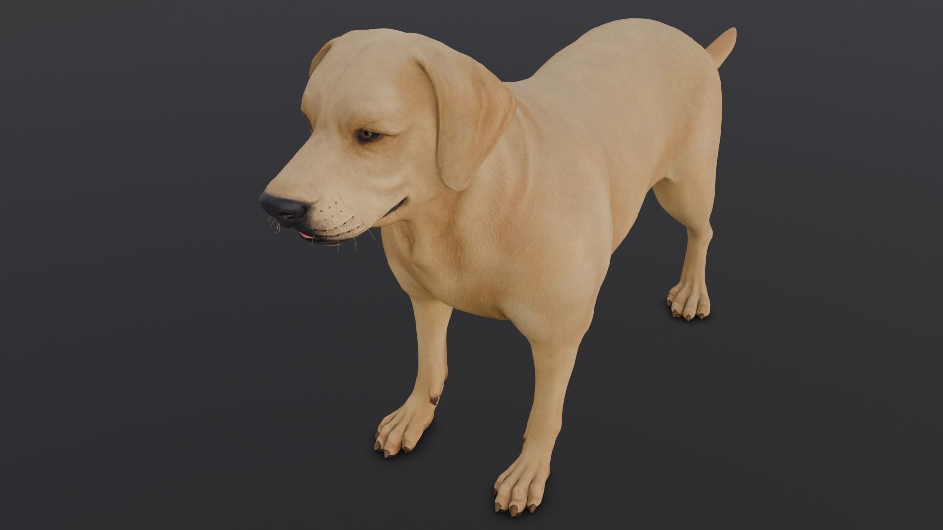 Dog Animated and Rigged Low-poly 3D model_8
