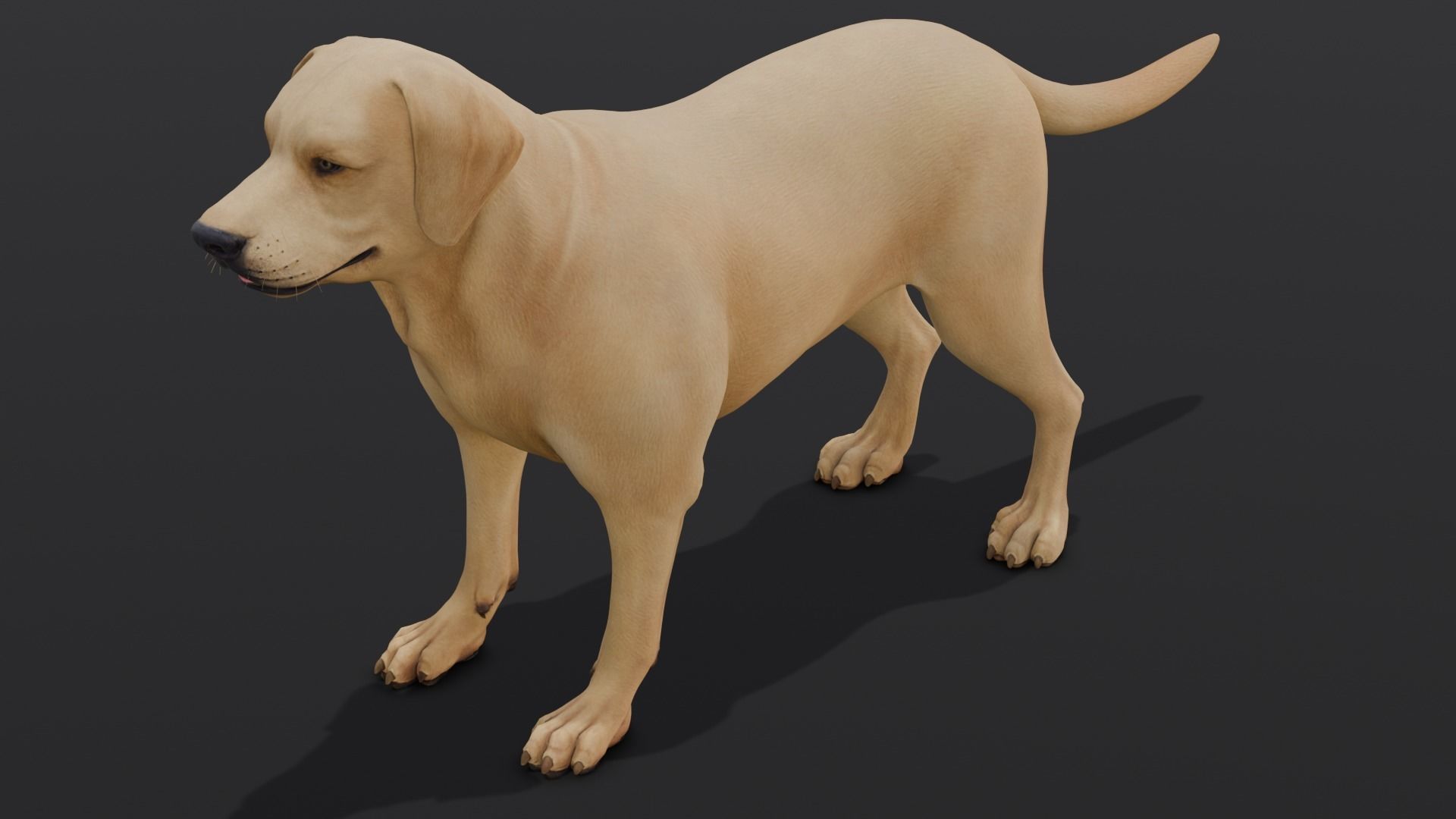 Dog Animated and Rigged Low-poly 3D model_1